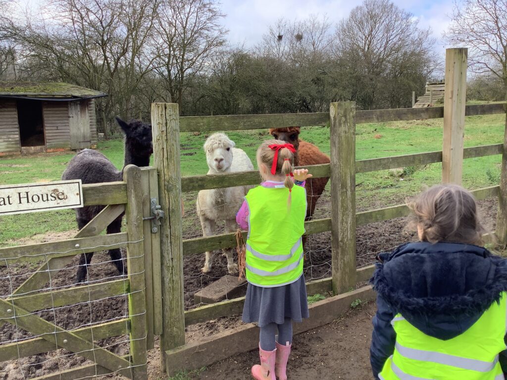 A child in a high-vis vest pats an alpaca through a wooden fence at a farm.
